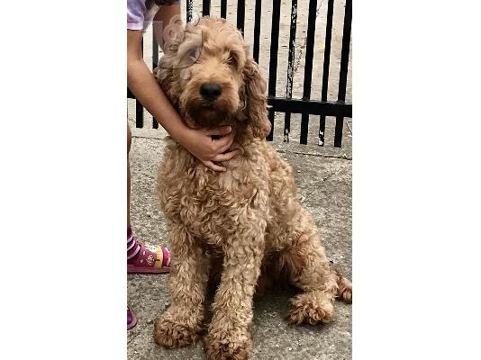 PoulaTo: Labradoodle F1b